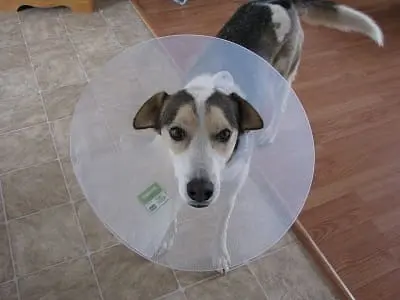 Hundekrankenversicherung vergleichen und sparen